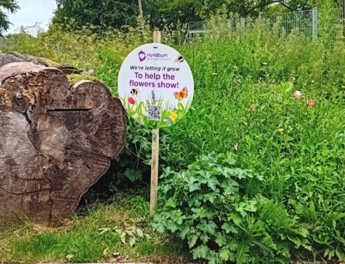 HBC letting the grass grow … for a very good reason