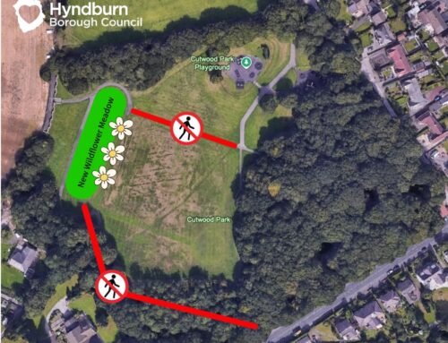 Cutwood Park is getting its own wildflower meadow!