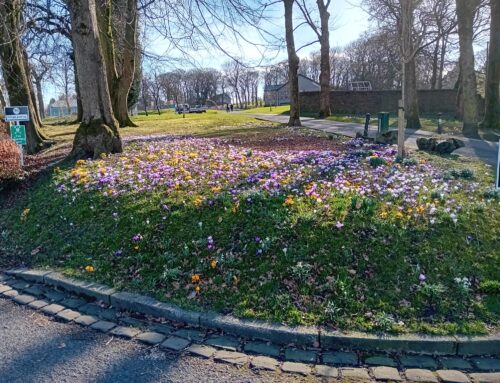 Bulbs glorious bulbs!