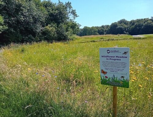 Wildflower Meadow, Cutwood Park, Rishton